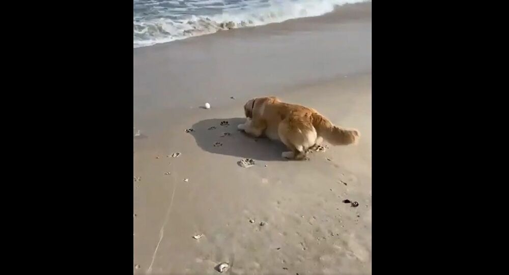 Video: Chú chó rón rén đi từng bước để nhặt quả bóng vì… sợ sóng biển